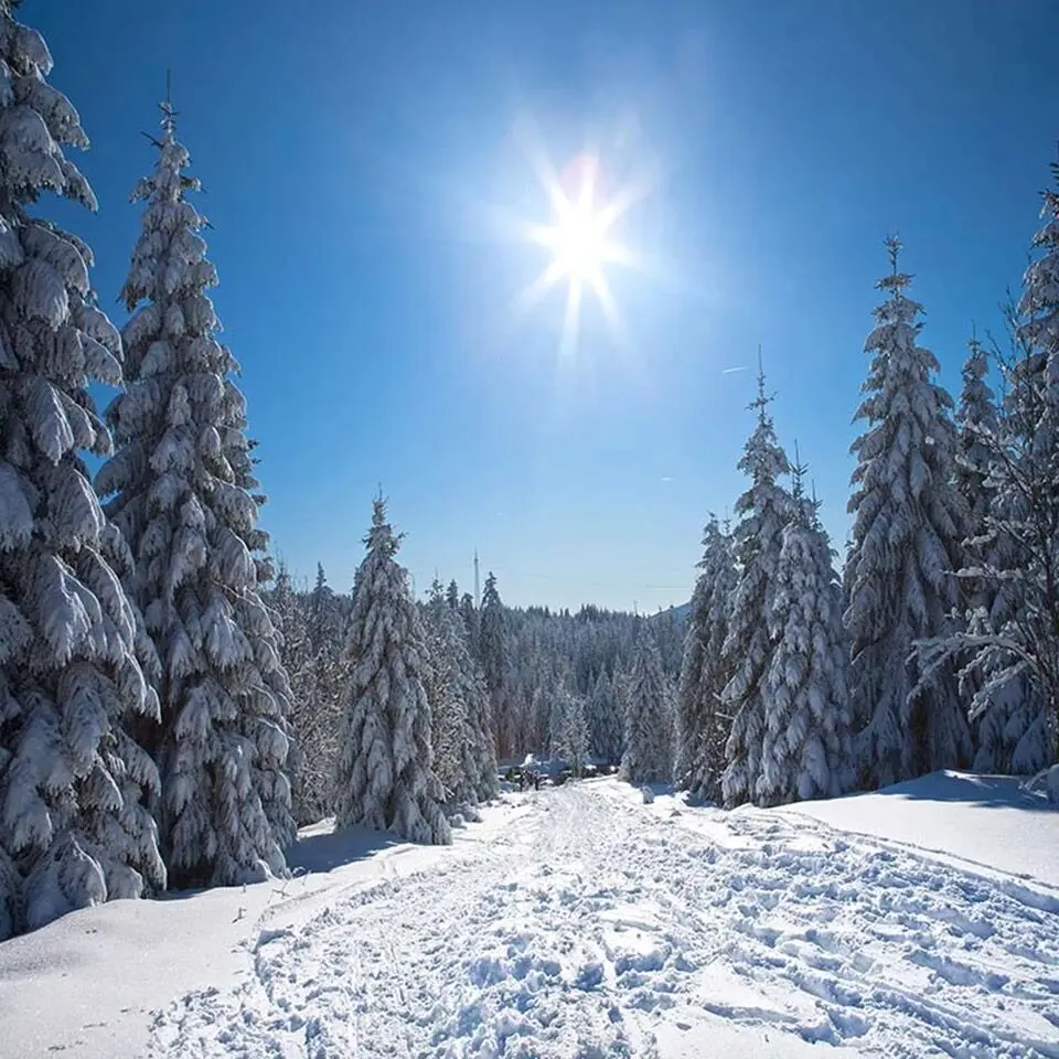 Sunny Blue Sky Winter Scenic Backdrop for Photography Thick Snow Covered Pine Trees Kids Children Skiing Photo Shoot Backgrounds