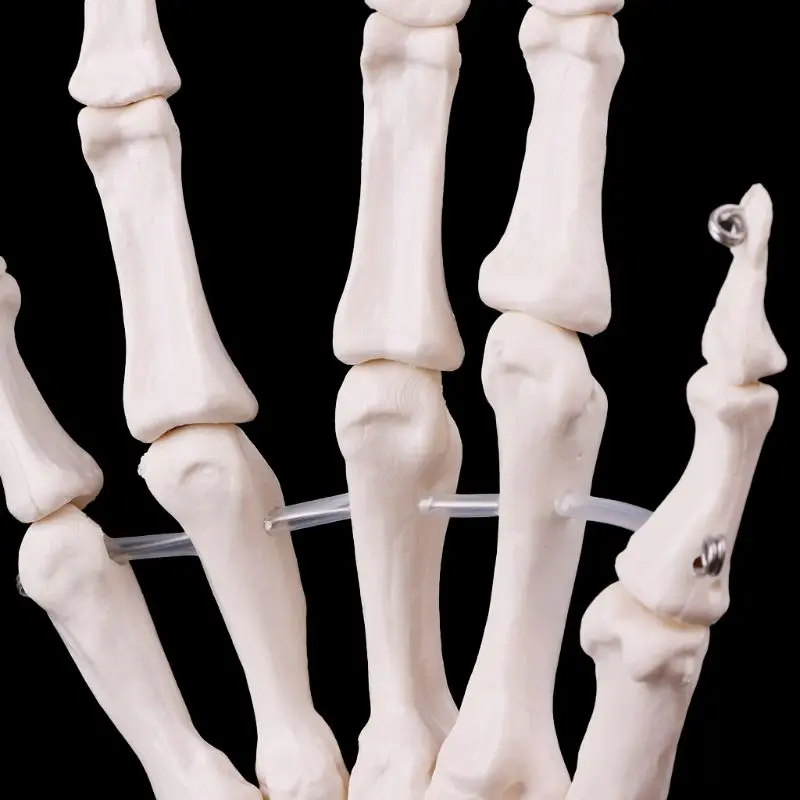 Medical props model Free postage Hand Joint Anatomical Skeleton Model Human Medical Anatomy Study Tool Life Size