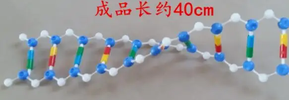 DNA double helix structure model Biomedical teaching experimental instrument