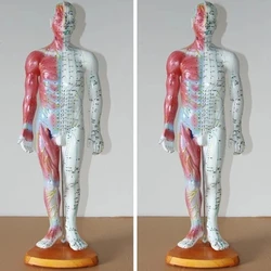 55CM male person with acupuncture anatomical model of human muscle model of human acupuncture points model