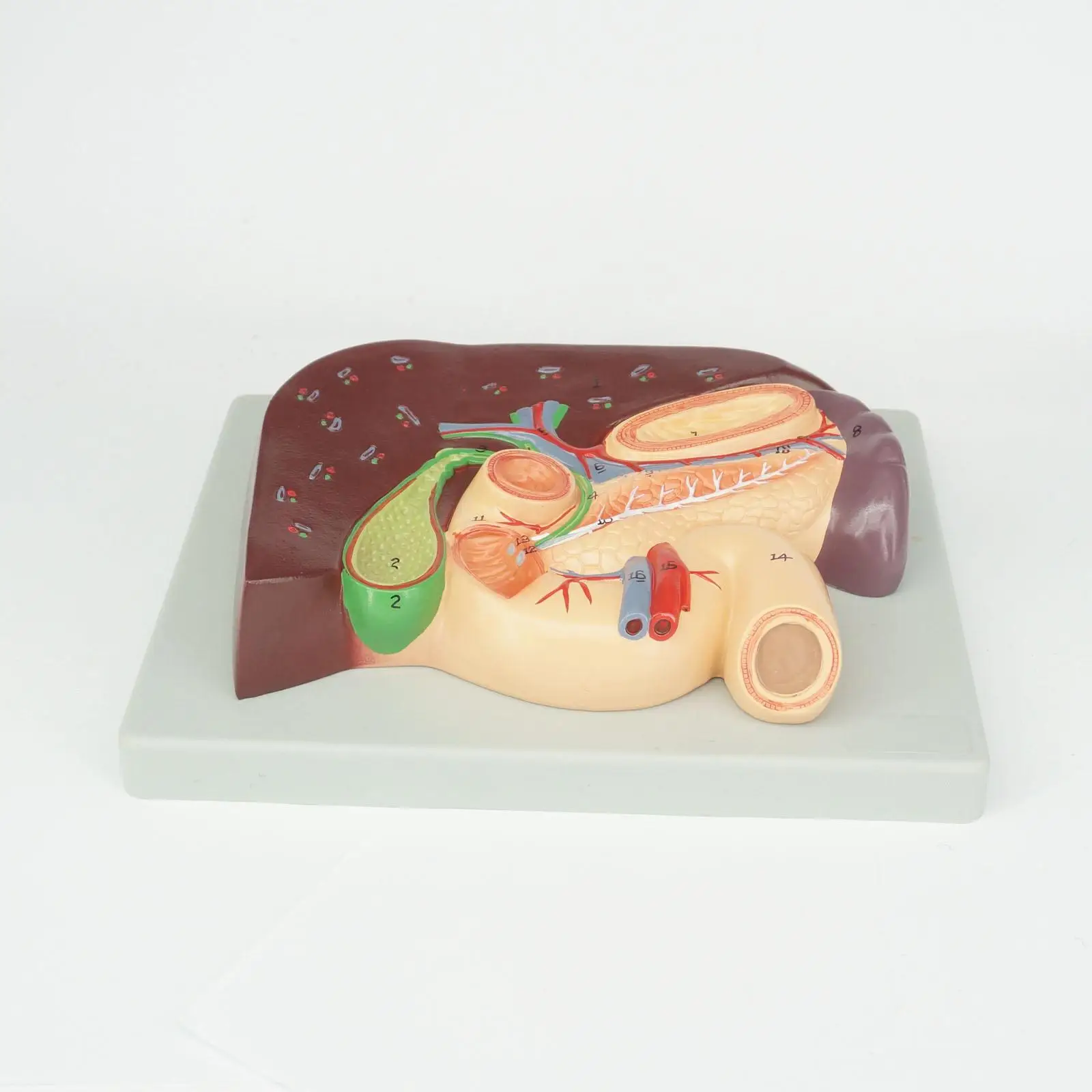 

Cameo Type Human Liver and Duodenum Anatomy Model Medical Teaching Visceral Specimen