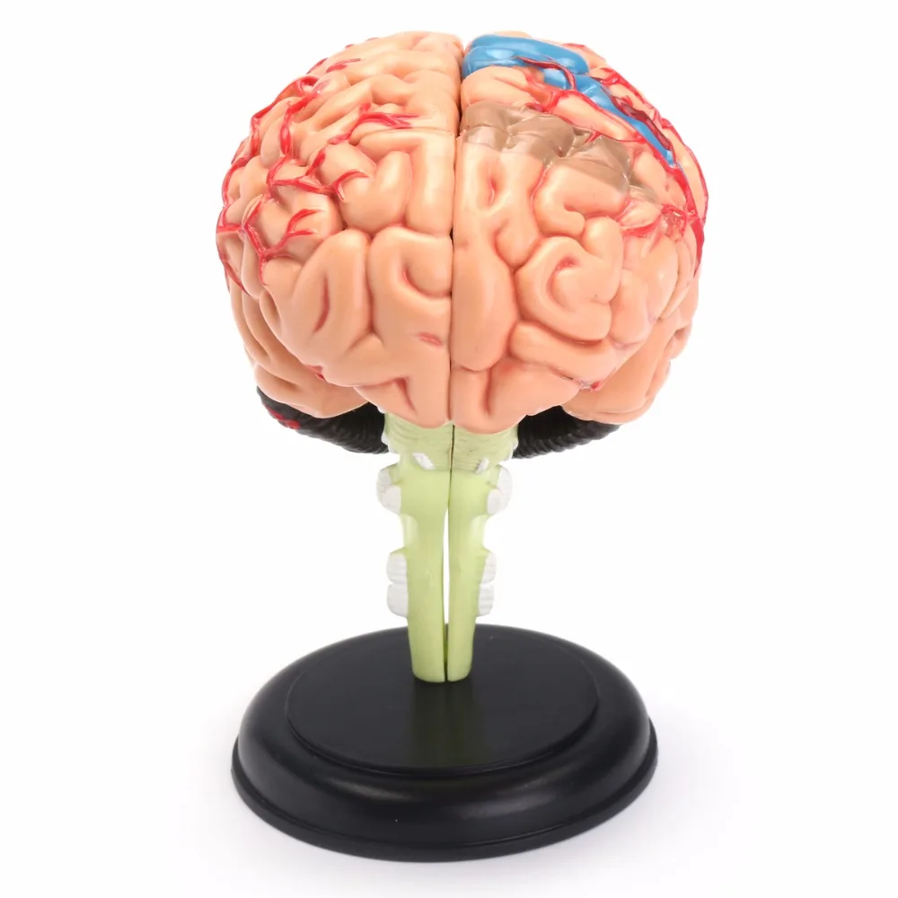 4D Human Anatomical Brain Model Anatomy Medical Teaching Tool Toy Statues Sculptures Medical School Use 7.2*6*10cm