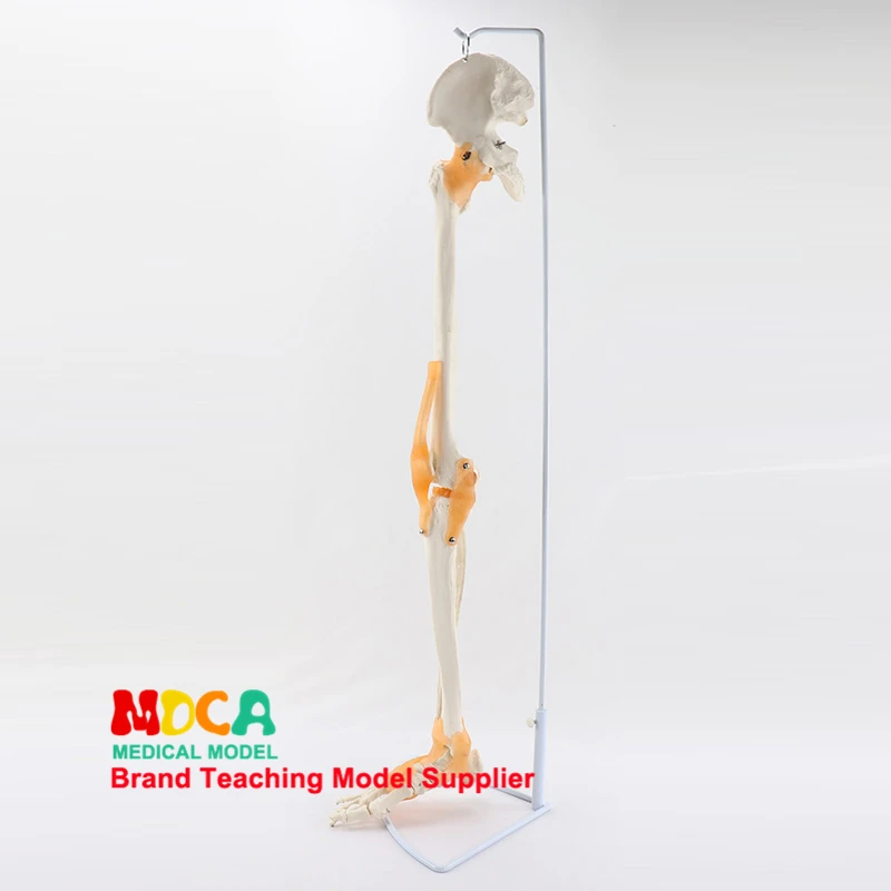 Bone And Ligament Ligaments, Tibia, Fibula And Femur Pelvis Human Skeleton Model Classroom Supplies Teaching