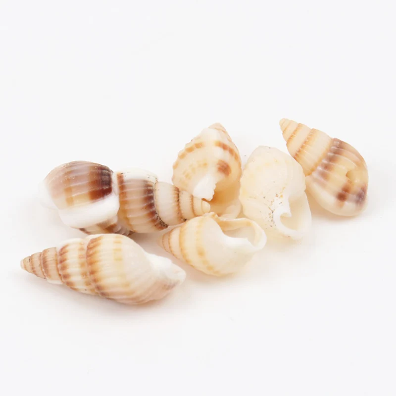 19-25mm Natural Spiral Shell Loose Beads for jewelry making DIY 50pcs TRS0126X