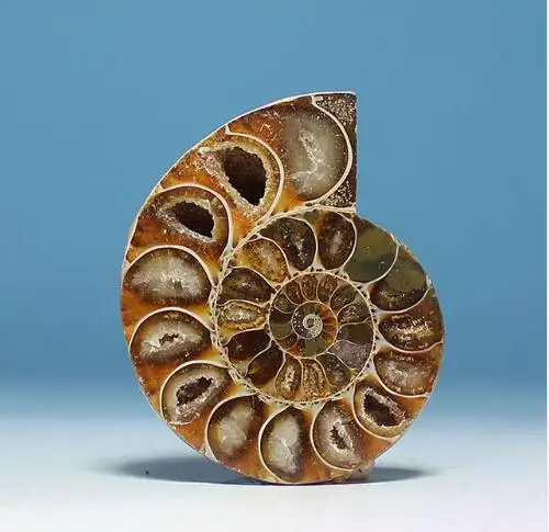 AA++ AMMONITE PRETTY NAUTILUS MADAGASCAR  SPECIMEN HEALING 30mm--40mm