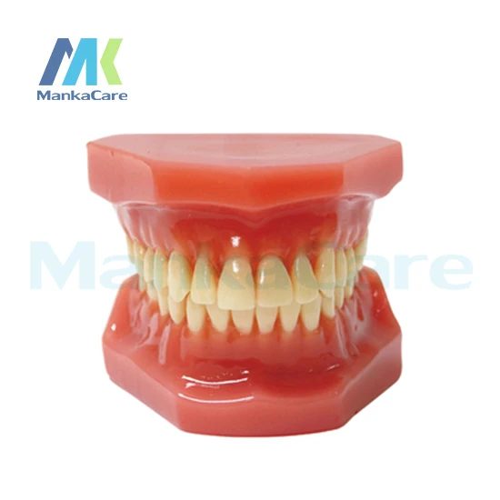 

Manka Care - 28 pcs Tooth, Orthodontic Model Without bracket Oral Model Teeth Tooth Model