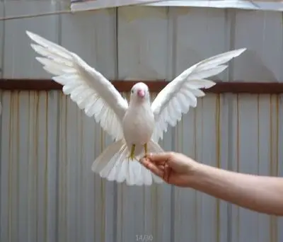 artificial bird white feathers peace bird spreading wings dove bird 30x45cm handicraft prop,home garden decoration gift p2679