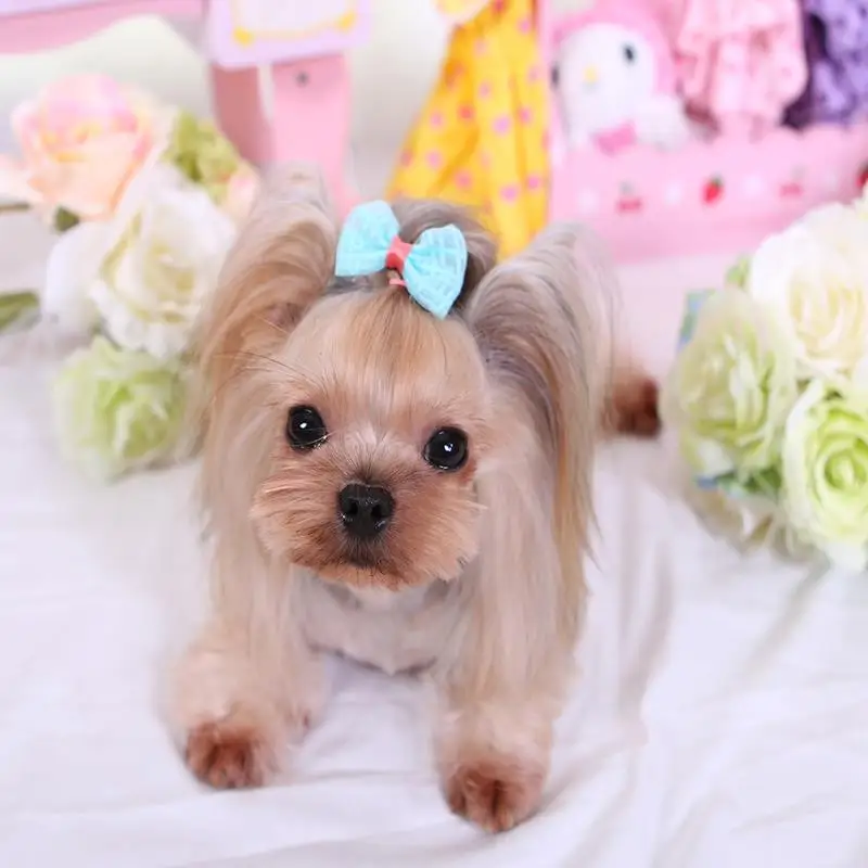 100pcs/lot Pet Grooming Bows Small Dog hair accessories grooming  bows puppy hair clips