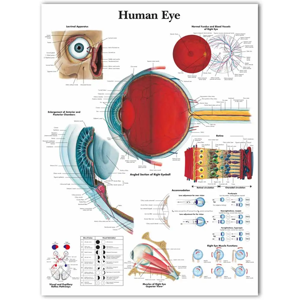 WANGART Anatomical Function Human Eye Chart Art  Poster Print Body Map Canvas Wall Pictures for Medical Education Home Decor