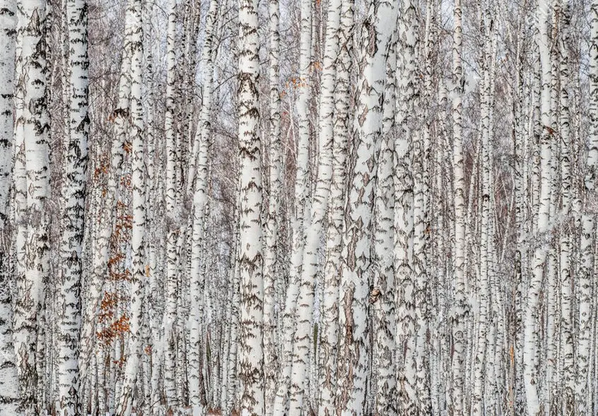birch tree Forest Trunks Textural Natural Landscape Winter Snow Frost background   Computer print wall backdrop