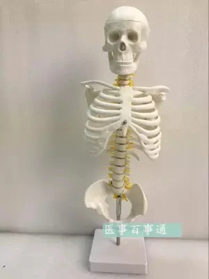 The 45cm spine model includes the pelvis and sternum  skeleton model hanging spine free shopping