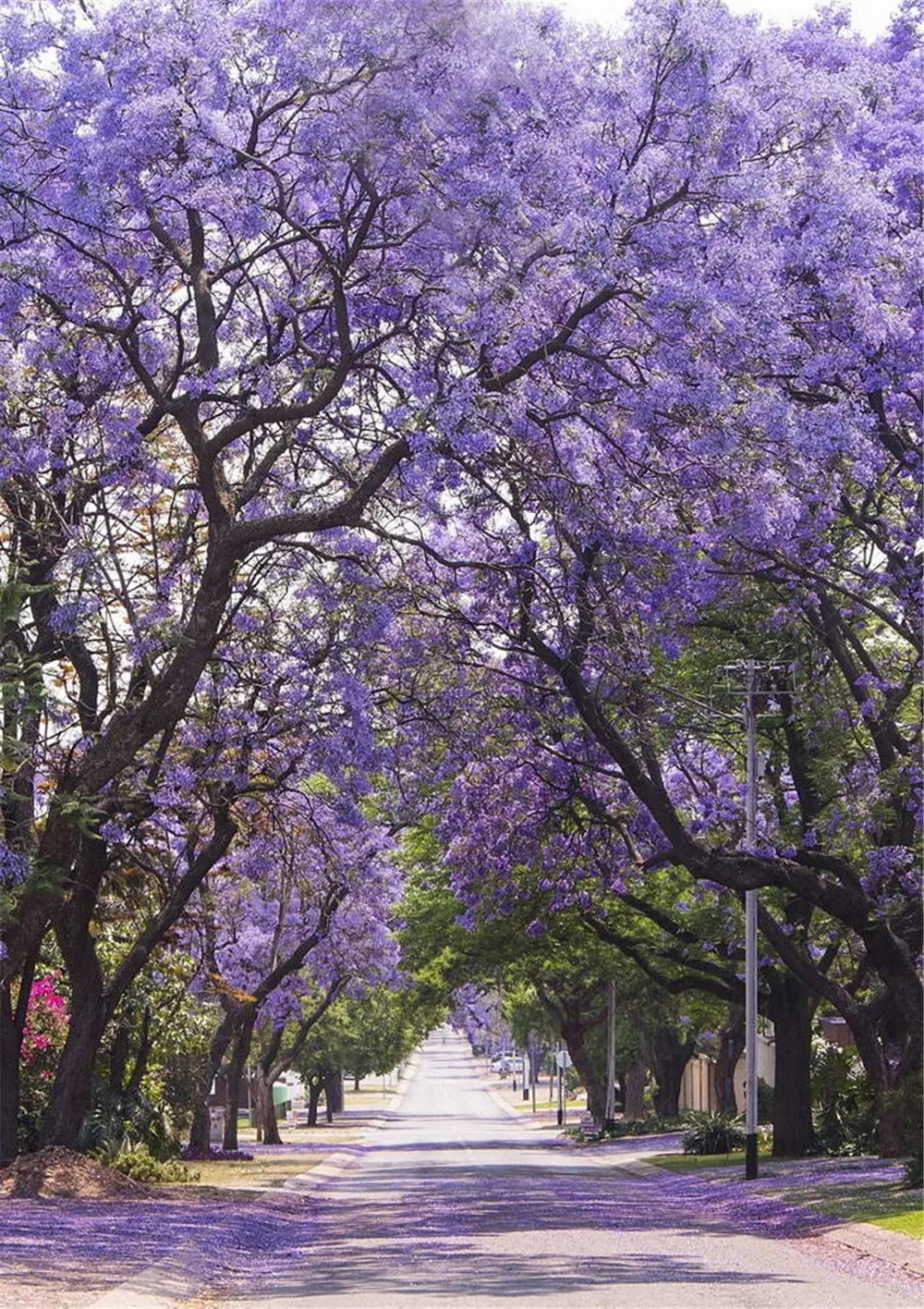 

Purple Flower Trees Garden Photography Backdrops Printed Spring Blossoms Kids Children Outdoor Scenic Photo Shoot Backgrounds