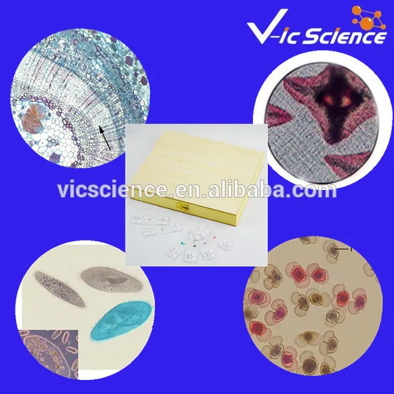 93 Pz Misto vetrini preparati set