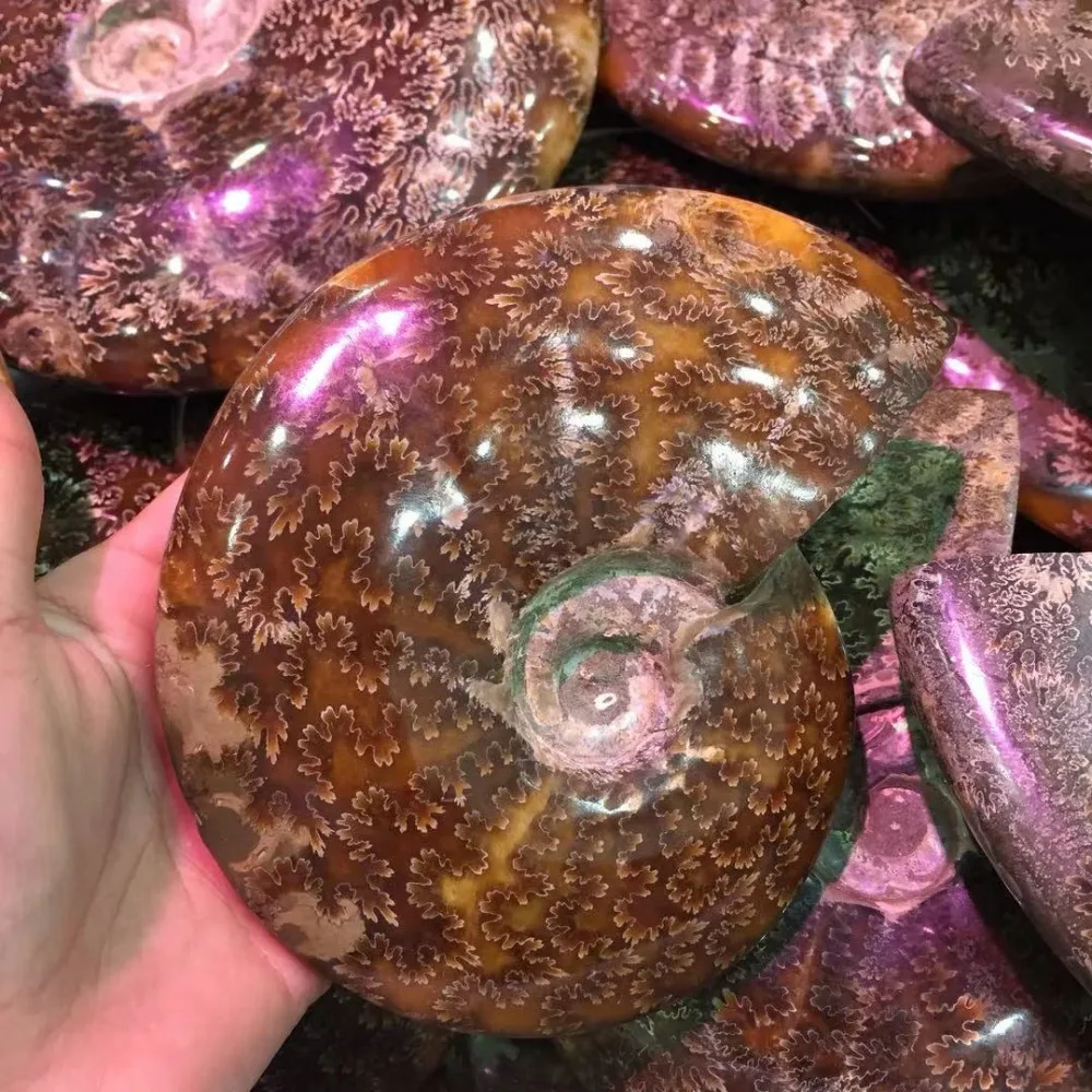 about 500g natural mineral Siphonaria Crystal gemstone meditation reiki healing rough ammonite crystal stone home decoration