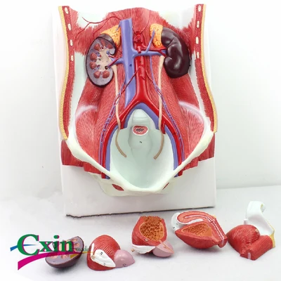 Human urinary system model Male and female kidney model prostate model bladder model