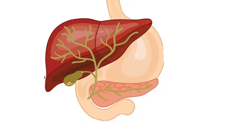 3 ألوان الكبد بروش هدية ل Hepatologist/الطبيب/Medstudent الطبية مجوهرات/الكيمياء مجوهرات للنساء/الرجال