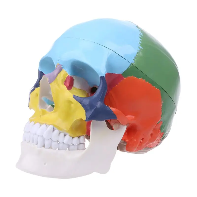 Life Size Colorful Human Skull Model Anatomical Anatomy Medical Teaching Skeleton Head Studying Teaching Supplies