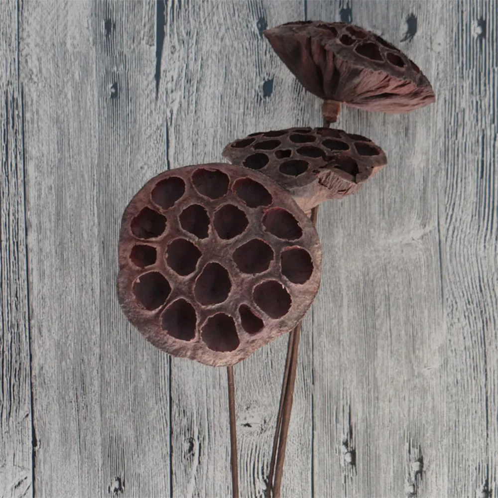 Package of 10 Mini Lotus Pod Heads For Crafting Hand Natural Dried Brown Lotus Pods No Stems