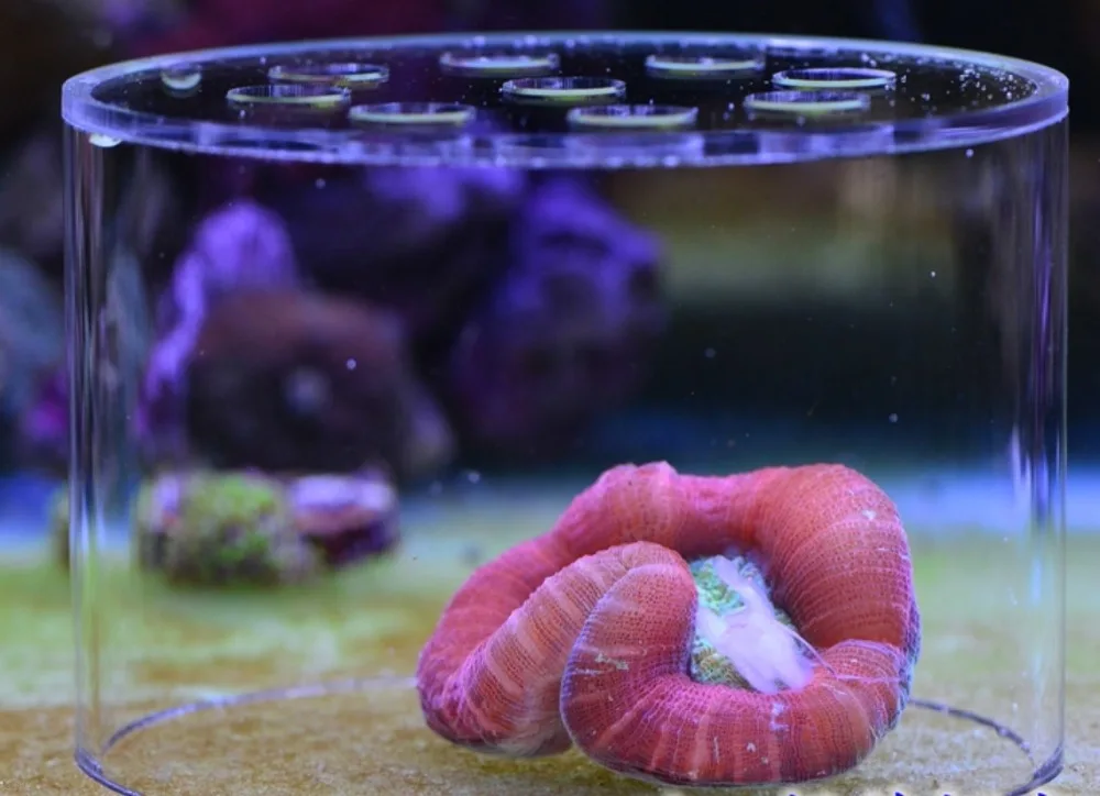 soft Coral feeding Breeding protection cover, protect the coral food not be lost or stolen by fish or shrimp