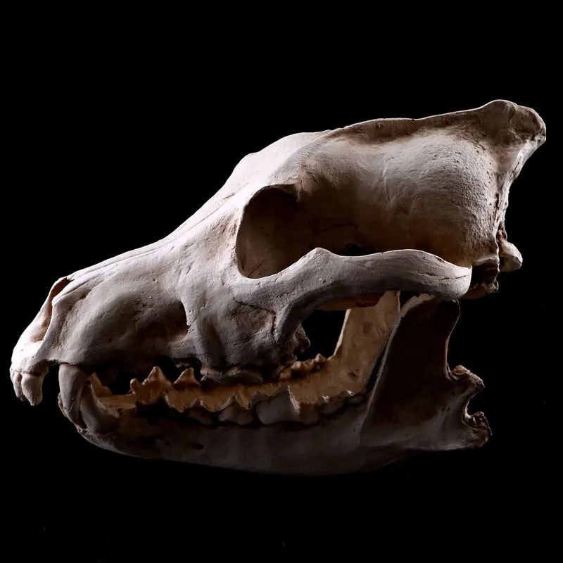 Realistic Wolves Canine Skull Model Resin Skeleton Medical Teaching Sculpture White Halloween Decoration