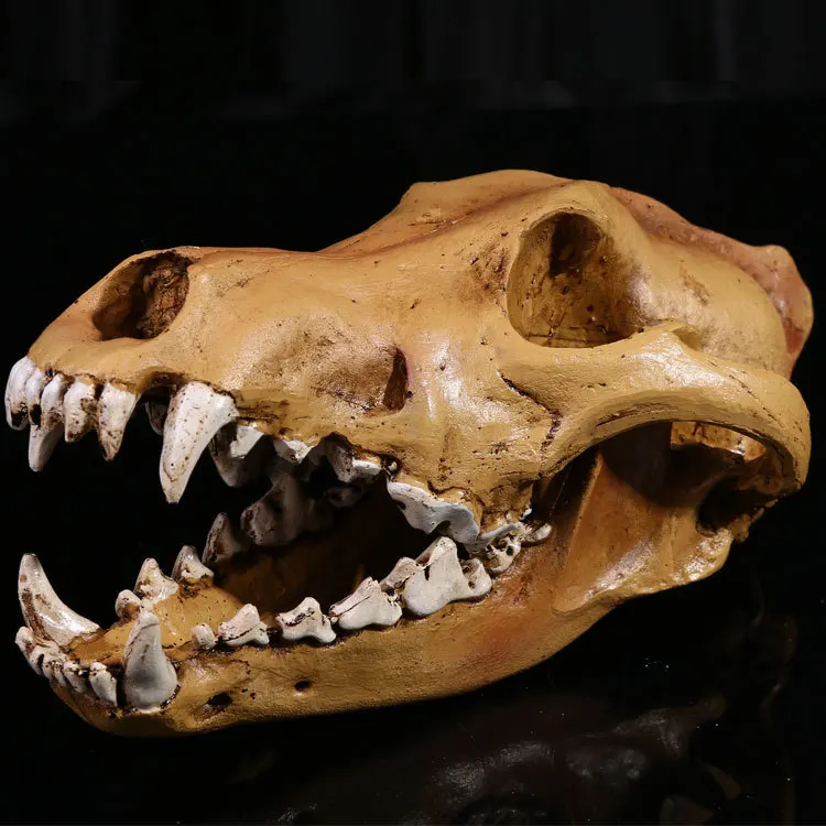 

Realistic Wolf Canine Skull Model Resin Skeleton Medical Sculpture White For Collection Handmade Halloween Home Decoration Facto