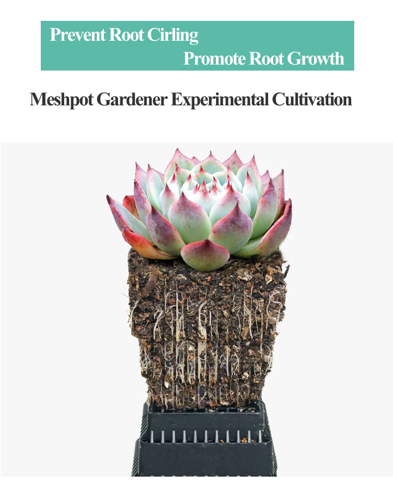 Meshpot 6 cm/7 cm Sukkulenten Topf Kunststoff Blumentopf Kaktus Pflanzer Wurzel Steuerung Gute Luft System Garten liefert Hause Dezember – Detail 8