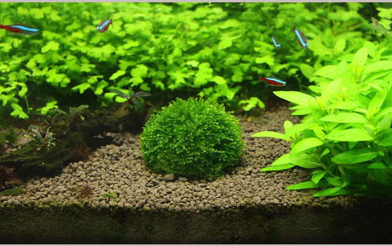 Mini Moss Ball Aquarium Decoration Plants Natural Filter for Fish Tank Shrimp Mineral Balls Ornaments DIY Aquatic Plant New live