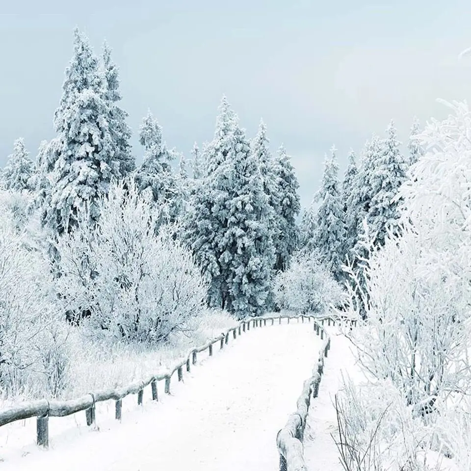 

Beautiful Winter Scenic Photography Backdrop Snow Covered Pine Trees Country Road Kids Christmas Party Photo Booth Background