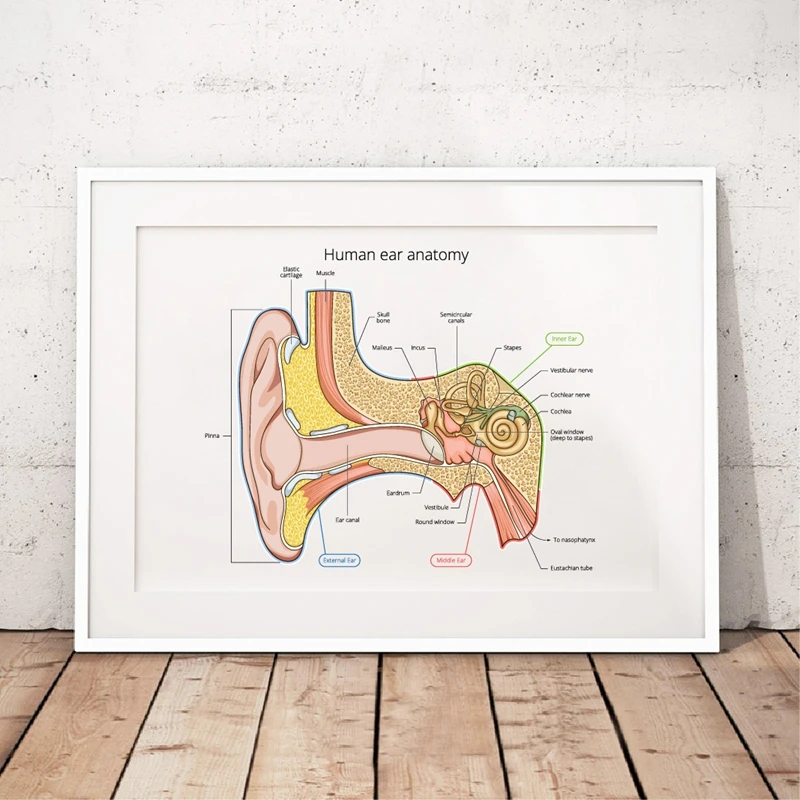 Human Ear Structure Prints Medical Educational Science Wall Art Poster Decor Ear Anatomy Art Canvas Painting for Doctor Office