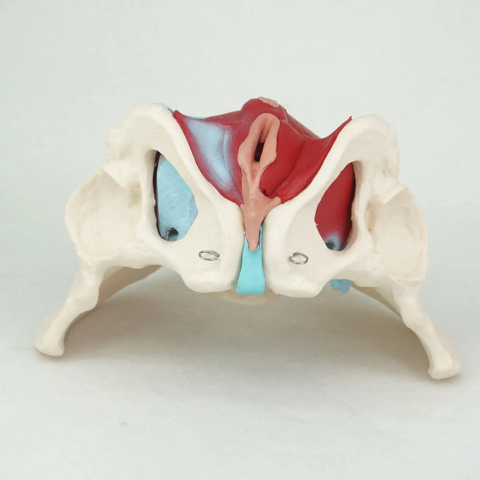 PVC Natural Life Size Female Pelvis with Pelvic Muscles Anatomical Model Medical