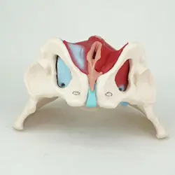 PVC Natural Life Size Female Pelvis with Pelvic Muscles Anatomical Model Medical