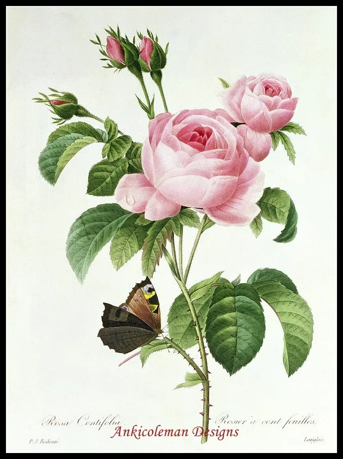 

Needlework for embroidery DIY DMC High Quality - Counted Cross Stitch Kits 14 ct Oil Painting - Rosa Centifolia