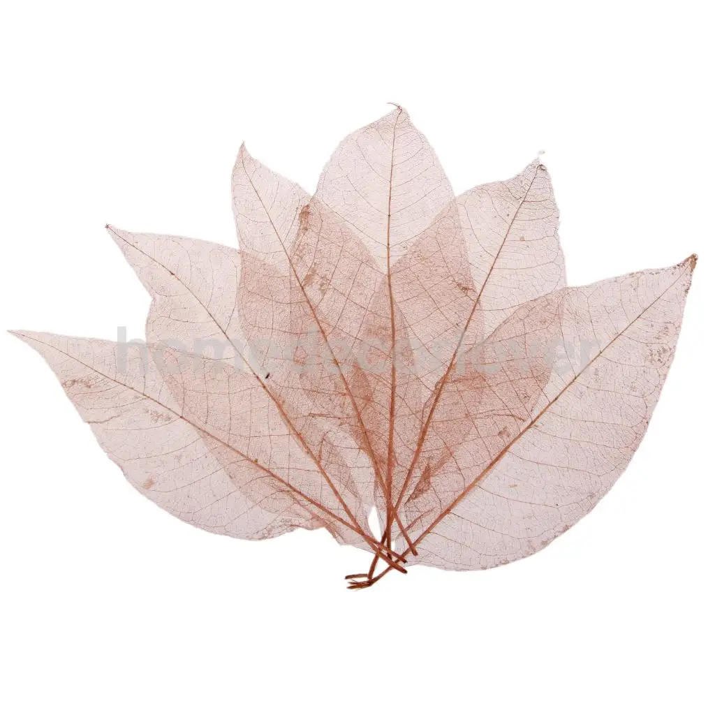 50Pcs Natural Magnolia Skeleton Leaf Leaves Card Scrapbook