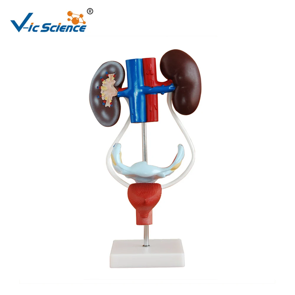 

Medical Supplies Female Urinary Anatomy PVC Urogenital System Anatomical Model for Students Teaching