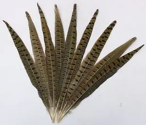 Plumes! перо !20pcs/Lot NATURAL RINGNECK PHEASANT TAIL FEATHERS 10-12