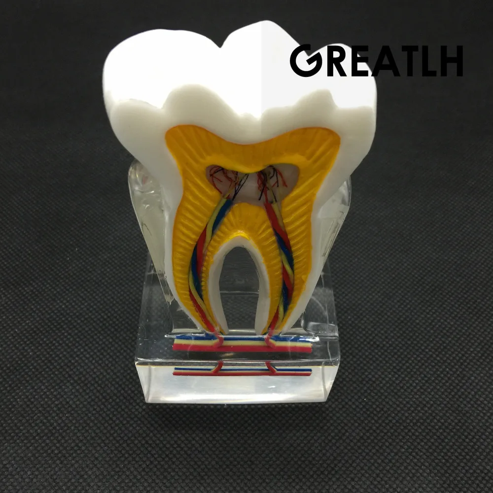 Dental anatomiczny Model molowy 2017 molowa struktura wewnętrzna z nerwami i naczyniami