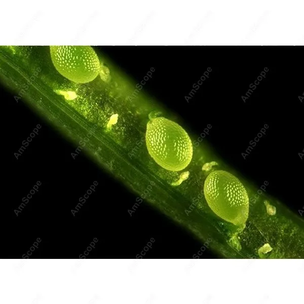 Флуоресцентный Инвертированный микроскоп EPI, AmScope поставки 40x-1000x, флуоресцентный Инвертированный микроскоп EPI + 5-мегапиксельная ПЗС-камера