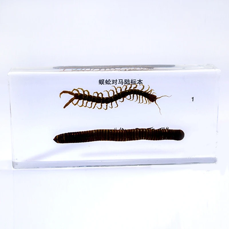 Centipede And Millipede Specimens In Clear Lucite Resin Block Educational Equipment biology teaching aids Teaching instrument