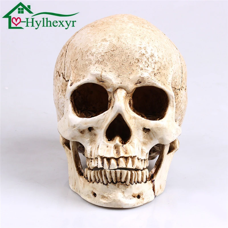 

Art Painting Human Head Model Resin Replica In Natural Size 1: 1 Halloween Decoration Medical Home Decorative Crafts Skull