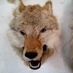 Zilin Manufacturer vivid wolf head , simulation wolf head 1:1 simulation25*20*25 cm