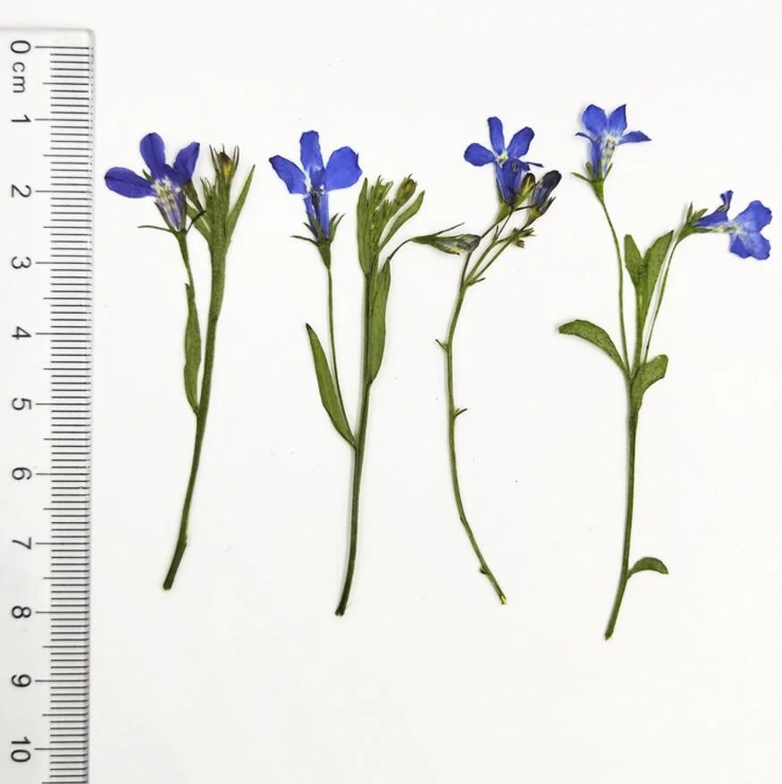 

120pcs Pressed Dried Flower Lobelia erinus Stem Leave Filler For Epoxy Resin Jewelry Making Postcard Frame Phone Case Craft DIY