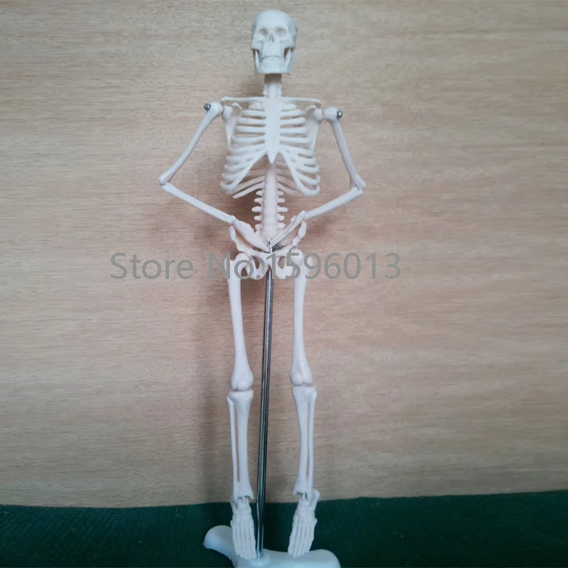 HOT  Mini Skeleton Model 42CM, Human Skeleton Model