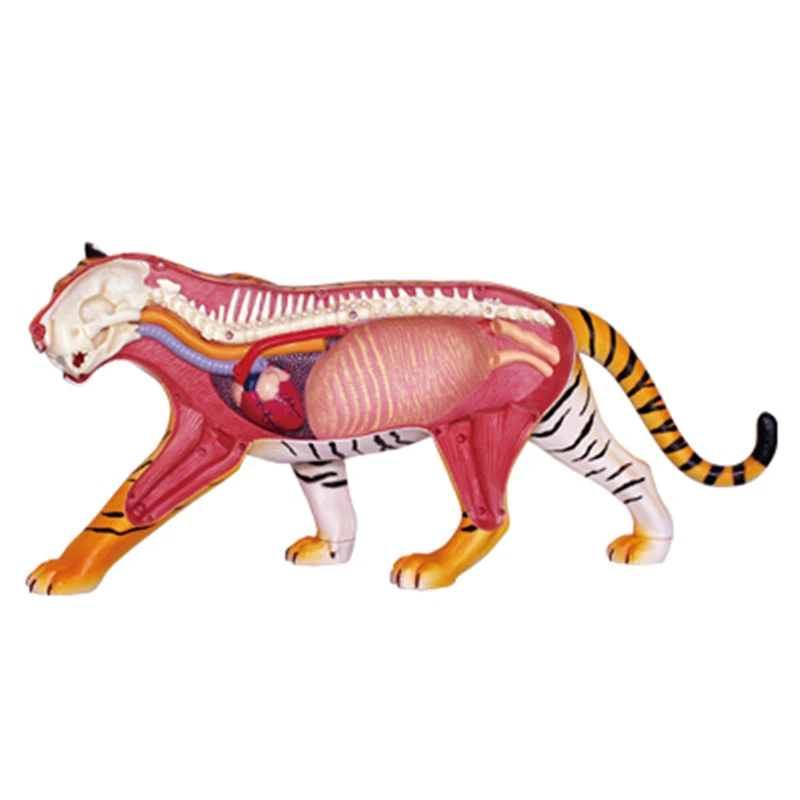 4D Tiger Intelligence Assembling Toy Animal Organ Anatomy Model Medical Teaching DIY Popular Science Appliances