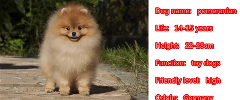 Mdogm Pomeranian Dog Animal Brooches And Pins  Suit Cute Funny Metal Small Father Birthday Fashion Gift For Male Men B029