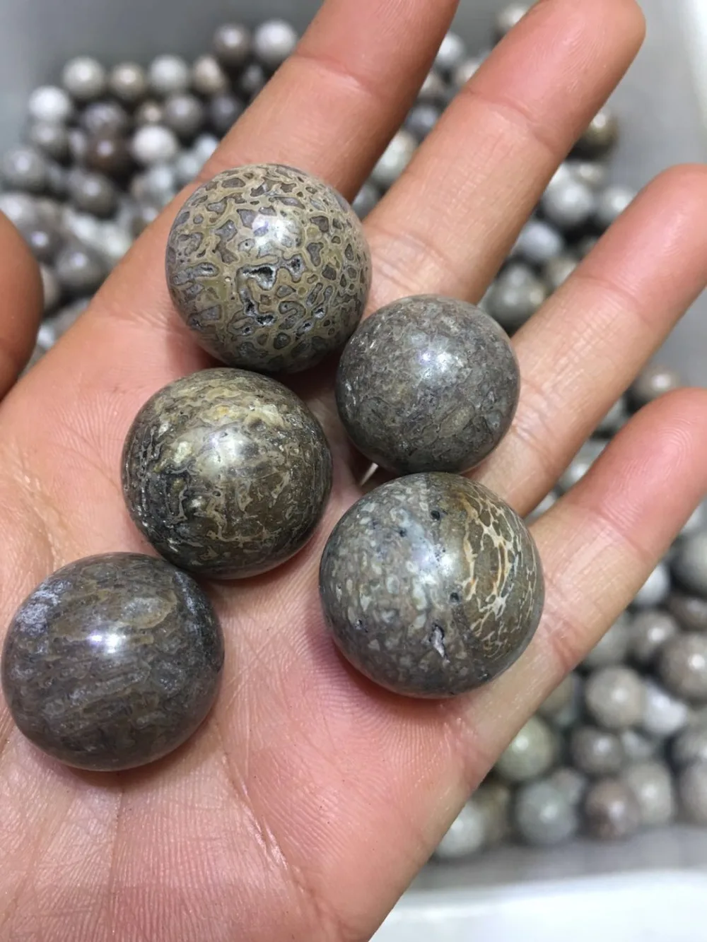 5pcs  natural dinosaur bone fossil sphere mineral specimen gemstone dragon fossil bone ball dinosaur stone madagascar healing