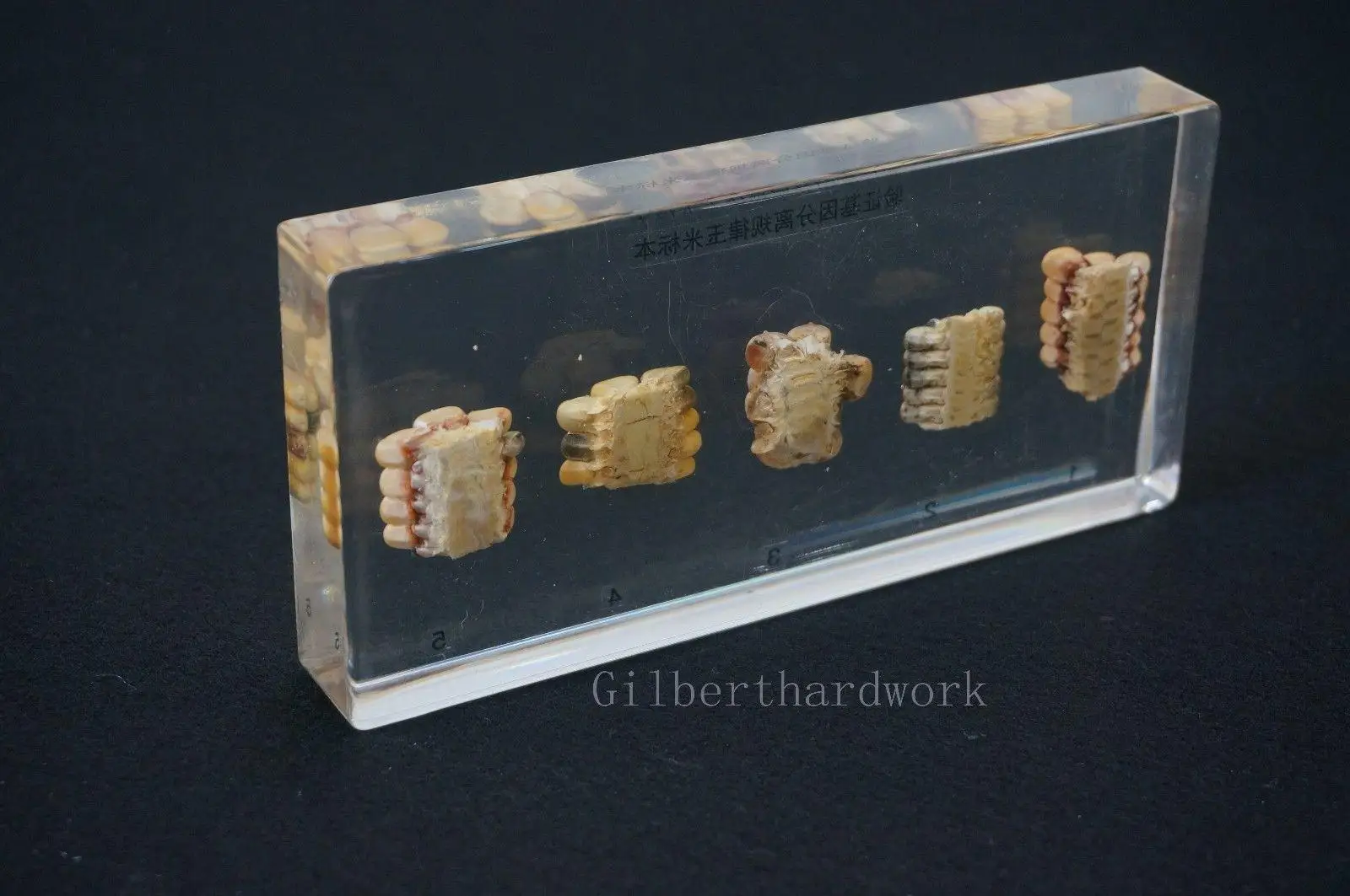 Überprüfung Von Gen Isolation Regel Proben In Klar Lucite Pädagogisches