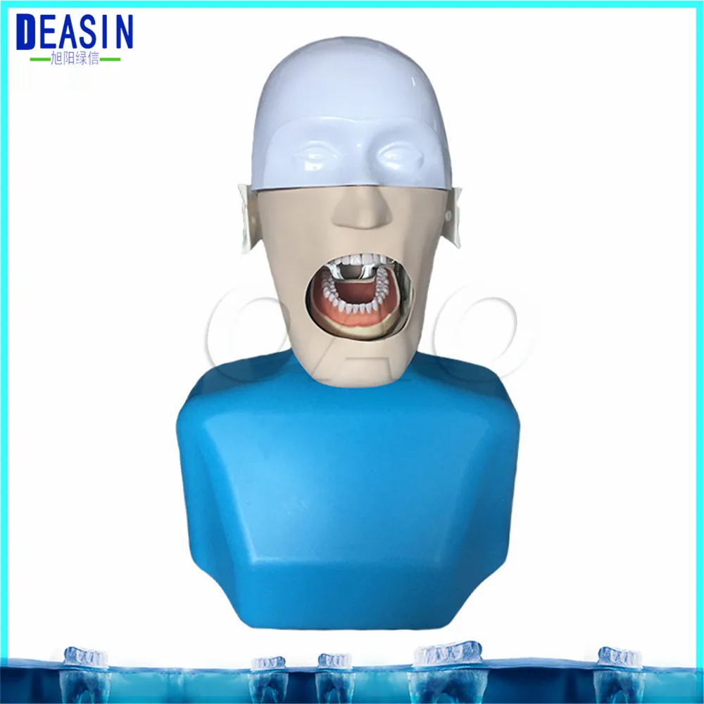 

High Quality Senior Manikins Model With Torso It can be fixed on the dental chair for any position practice