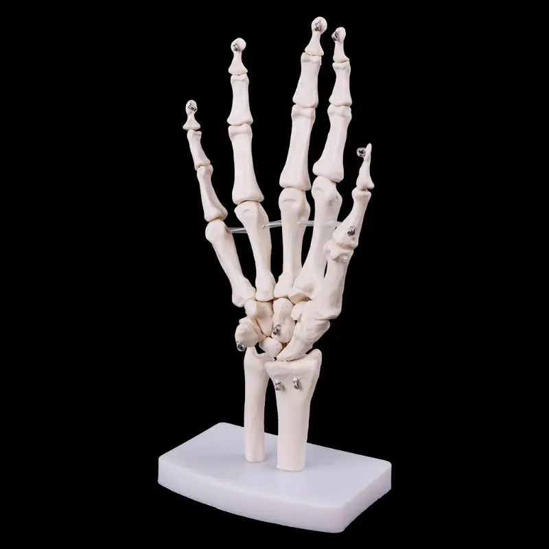 Medical props model Free postage Hand Joint Anatomical Skeleton Model Human Medical Anatomy Study Tool Life Size