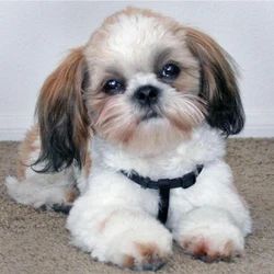 shih tzu dog,diy diamond painting animals 5D FULL Square round drill cross stitch kit diamond embroidery mosaic decor handmade