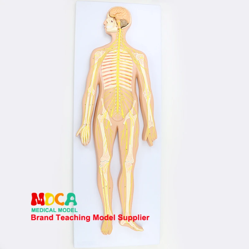 Medical Teaching Of Central Nervous System, Brain And Spinal Cord Neuroanatomy In Human Nervous System Anatomical Model